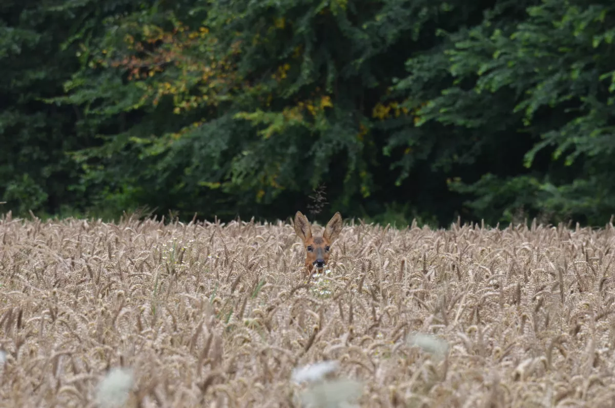 Un chevreuil qui dépasse d'un champ de blé, en lisière de forêt