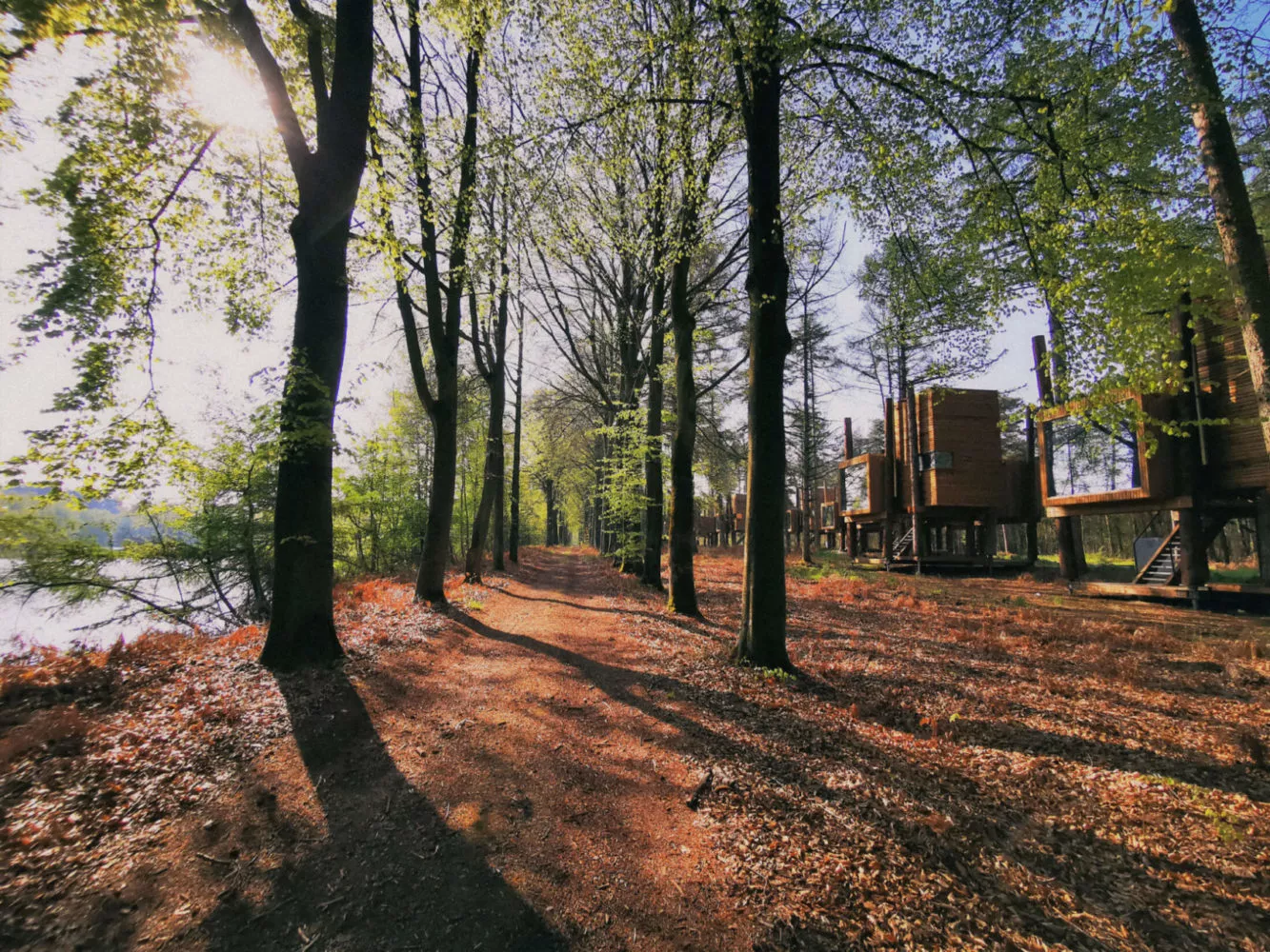 Un chemin forestier couvert de feuilles, le long d'un lac du domaine